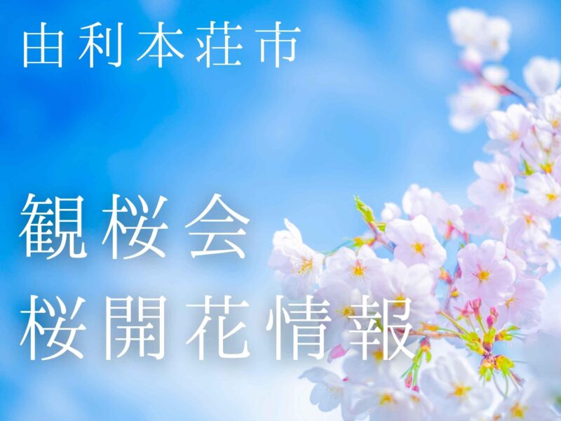 2026由利本荘市観桜会＆桜開花情報